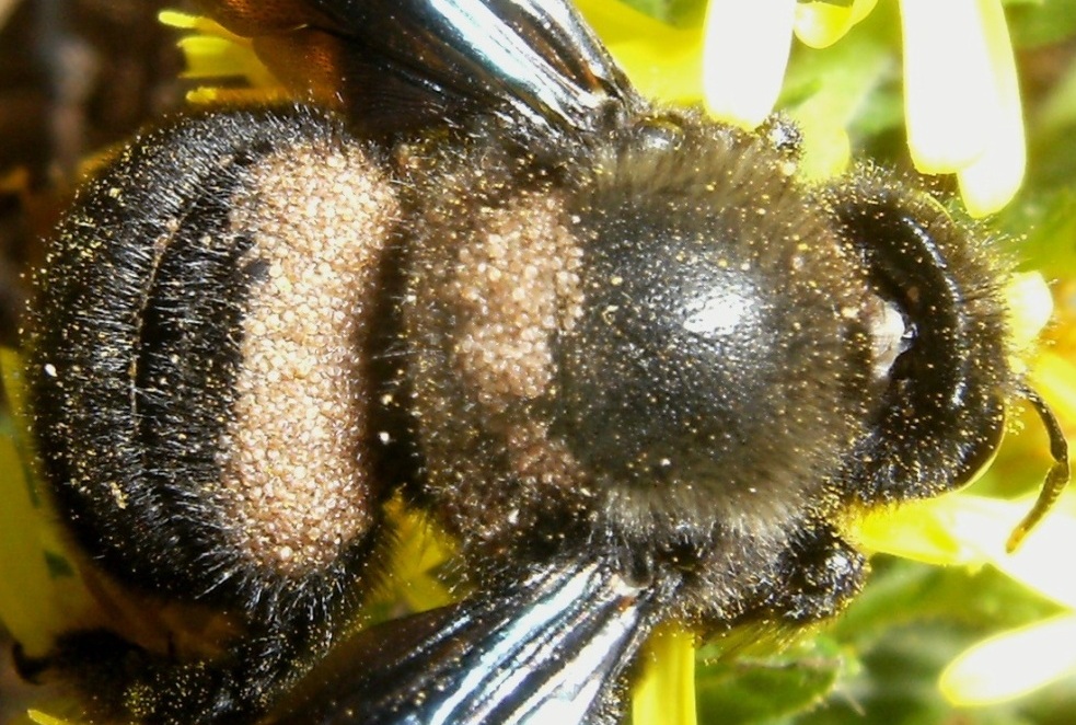 Xilocopa violacea ed acari.
